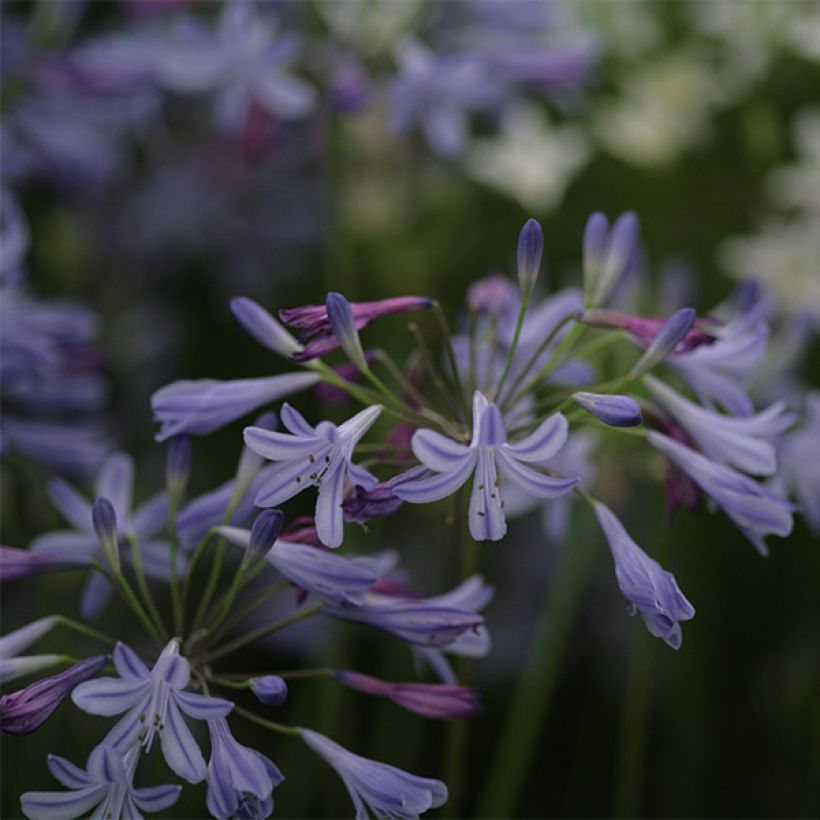 Agapanthus Lapis Lazuli - Afrikaanse lelie (Bloei)