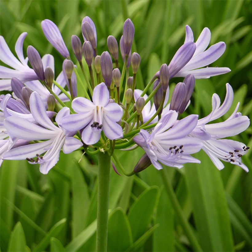 Agapanthus Megan's Mauve - Afrikaanse lelie (Flowering)