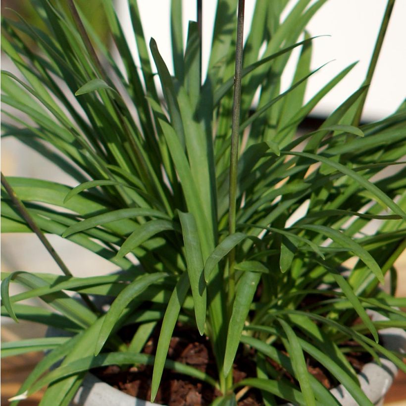 Agapanthus Mi Casa - Afrikaanse lelie (Foliage)