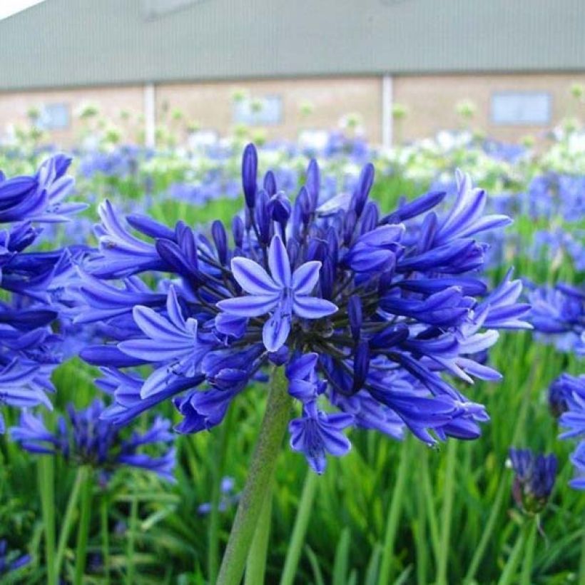 Agapanthus Midnight Blue - Afrikaanse lelie (Groeiplaats)