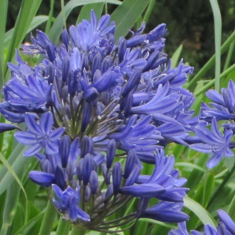 Agapanthus Navy Blue - Afrikaanse lelie (Flowering)