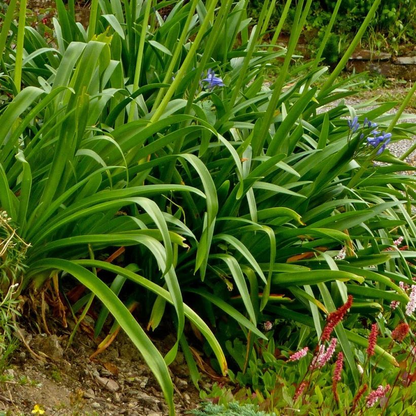 Agapanthus Pretty Sandy - Afrikaanse lelie (Blad)