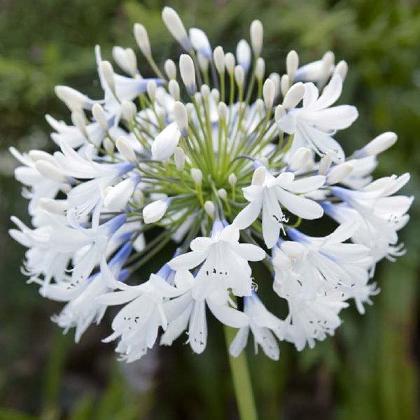 Agapanthus Queen Mum - Afrikaanse lelie (Flowering)