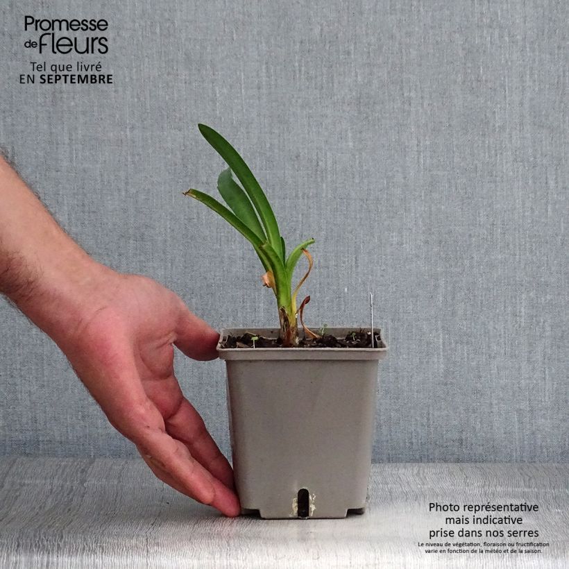 Exemplaar van Agapanthus Royal Velvet - Afrikaanse lelie Pot van 1 l/1,5 l zoals geleverd in de herfst