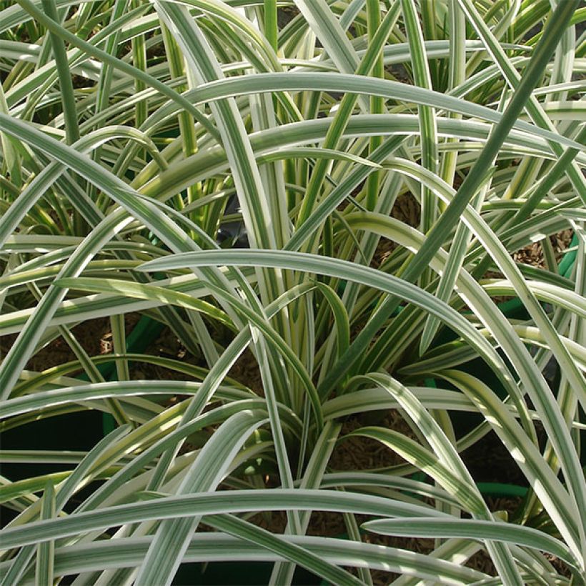 Agapanthus Silver Moon - Afrikaanse lelie (Foliage)
