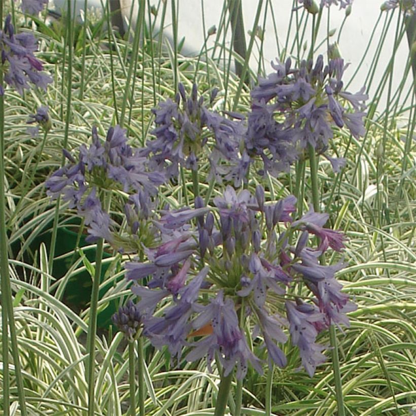 Agapanthus Silver Moon - Afrikaanse lelie (Flowering)