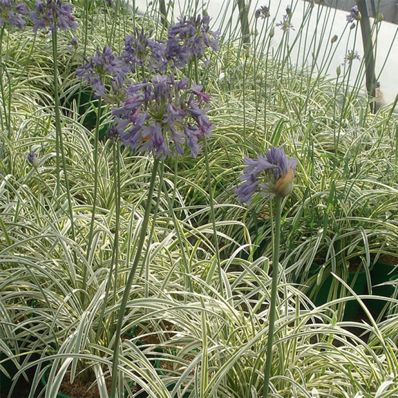 Agapanthus Silver Moon - Afrikaanse lelie (Plant habit)