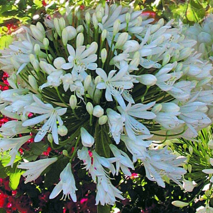 Agapanthus White Heaven - Afrikaanse lelie (Flowering)