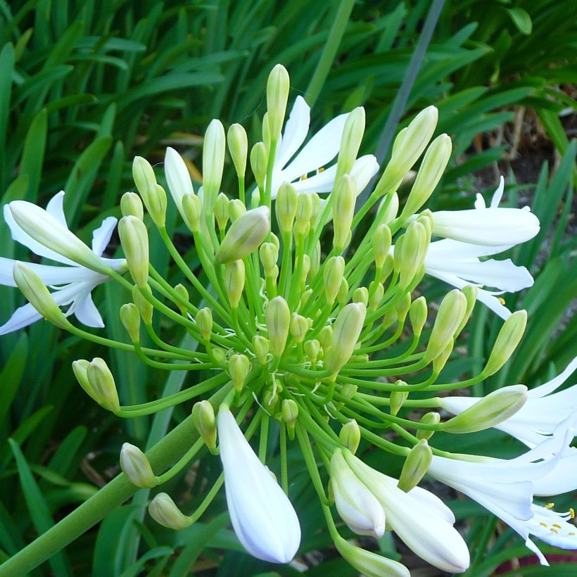 Agapanthus campanulatus var albidus - Afrikaanse lelie (Flowering)