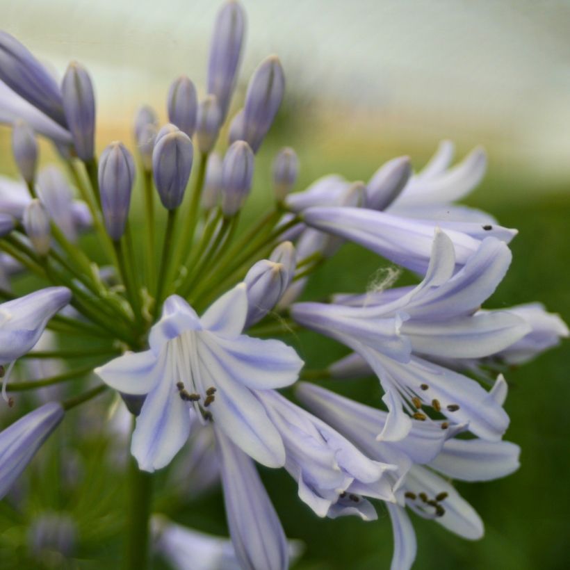 Agapanthus Blue Baby - Afrikaanse lelie (Bloei)