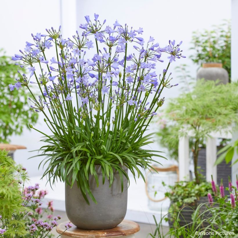 Agapanthus Blue Baby - Afrikaanse lelie (Groeiplaats)