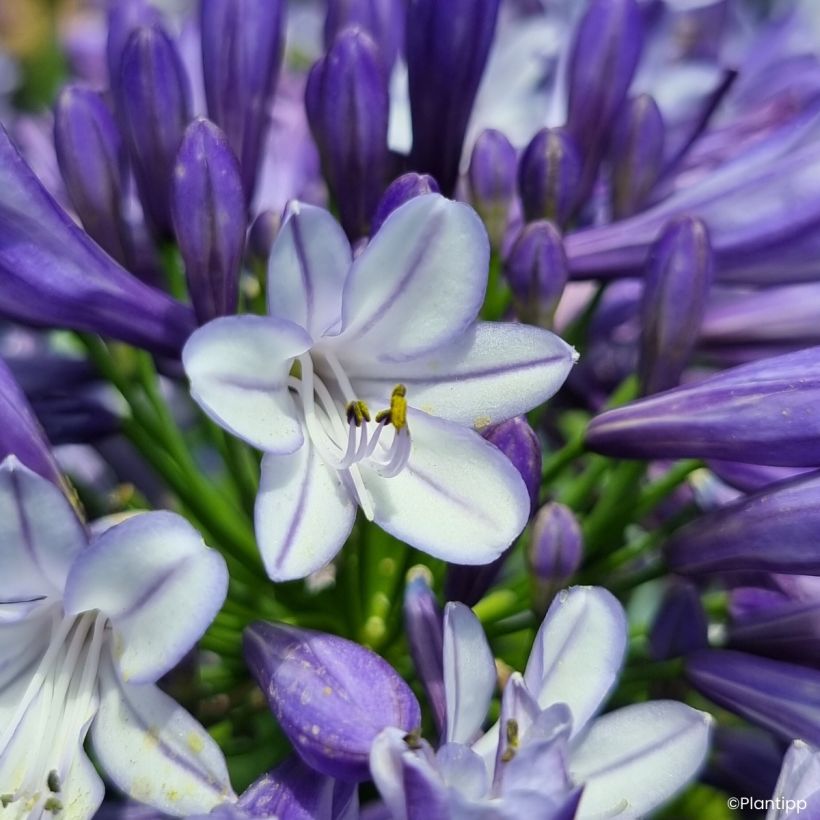 Agapanthus Everpanthus Midnight Moon (Bloei)