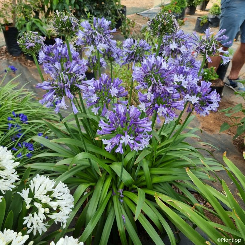 Agapanthus Everpanthus Midnight Moon (Groeiplaats)