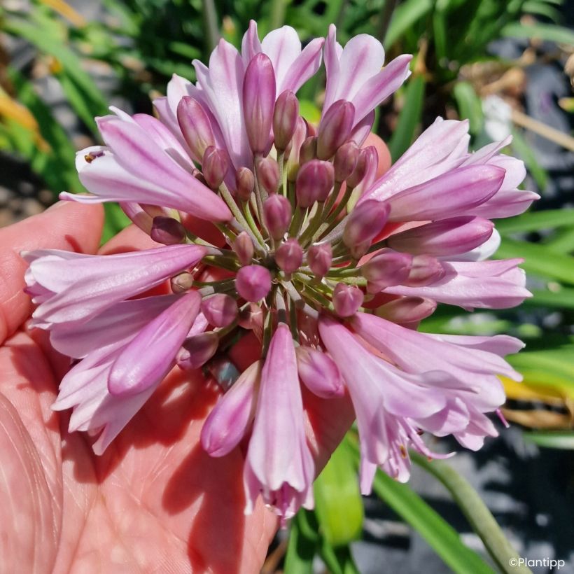 Agapanthus Poppin' Pink - Afrikaanse lelie (Bloei)