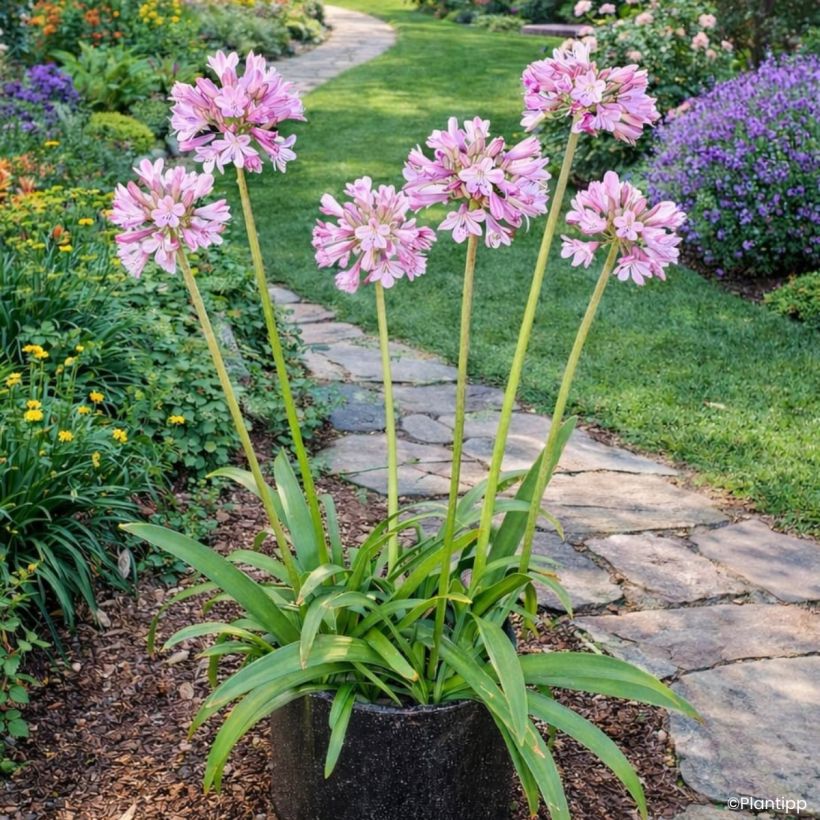 Agapanthus Poppin' Pink - Afrikaanse lelie (Groeiplaats)