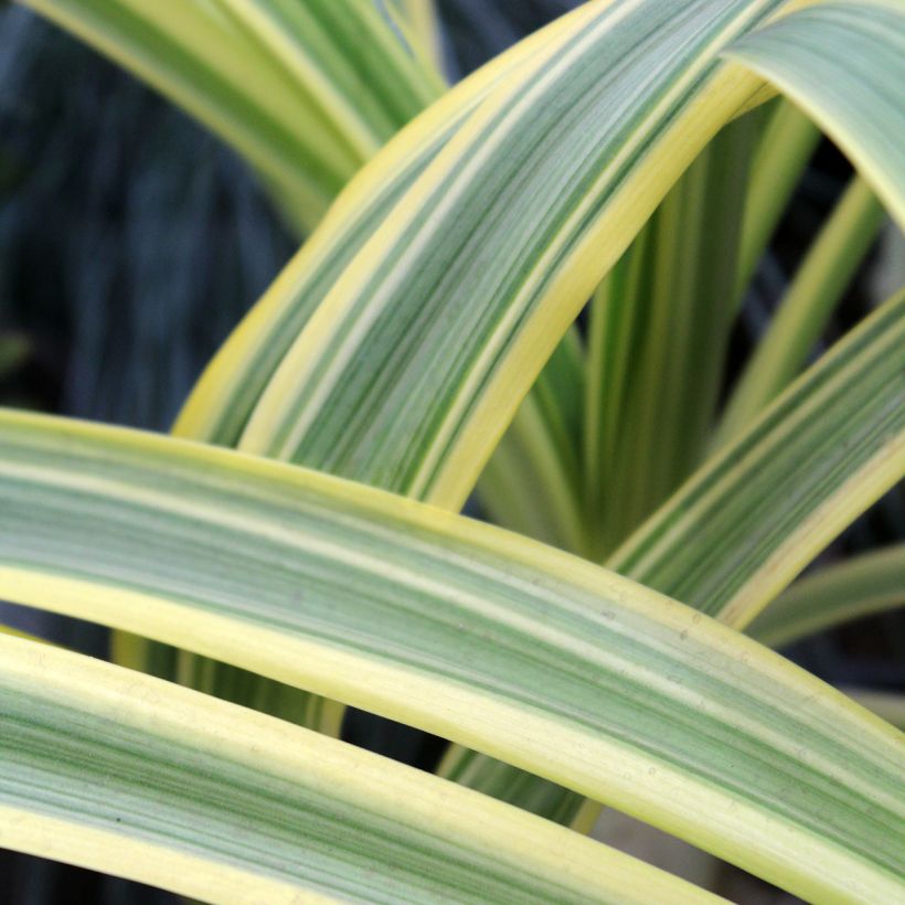 Agapanthus praecox Zambezi - Afrikaanse lelie (Blad)