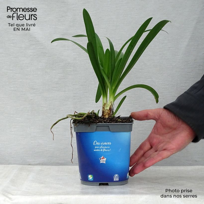 Exemplaar van Agapanthus umbellatus (africanus) - Afrikaanse lelie Pot van 2 l/3 l zoals geleverd in de lente
