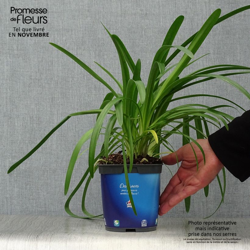 Exemplaar van Agapanthus umbellatus (africanus) - Afrikaanse lelie Pot van 2 l/3 l zoals geleverd in de herfst