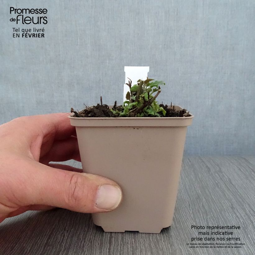 Example of Agastache Barberi Firebird Kweekpotje van 8/9 cm as you get in hiver