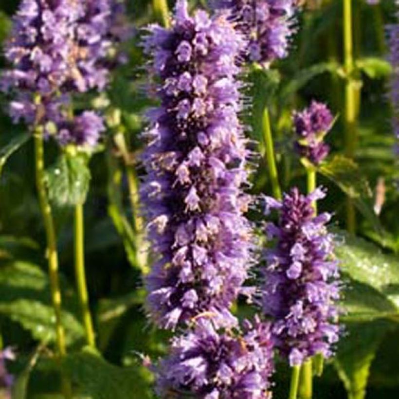 Agastache Black Adder - Dropplant (Flowering)