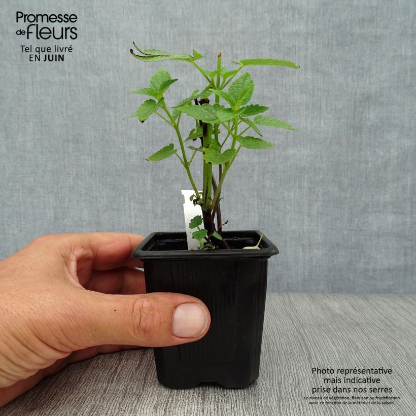 Exemplaar van Agastache Black Adder - Dropplant Kweekpotje van 8/9 cm zoals geleverd in de zomer