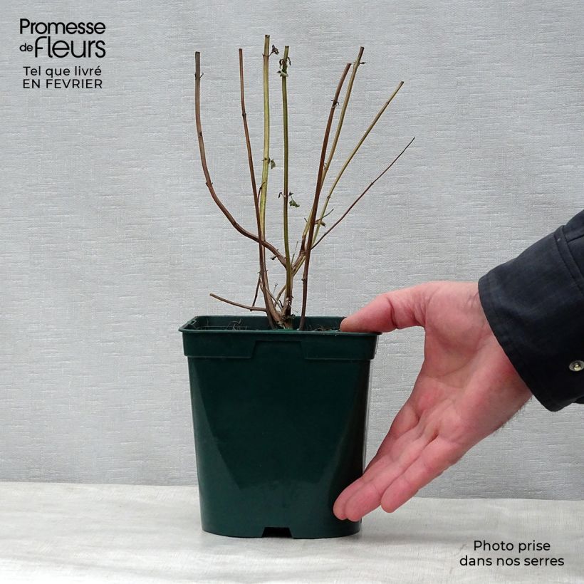 Example of Agastache Black Adder - Dropplant Pot van 2 l/3 l as you get in hiver