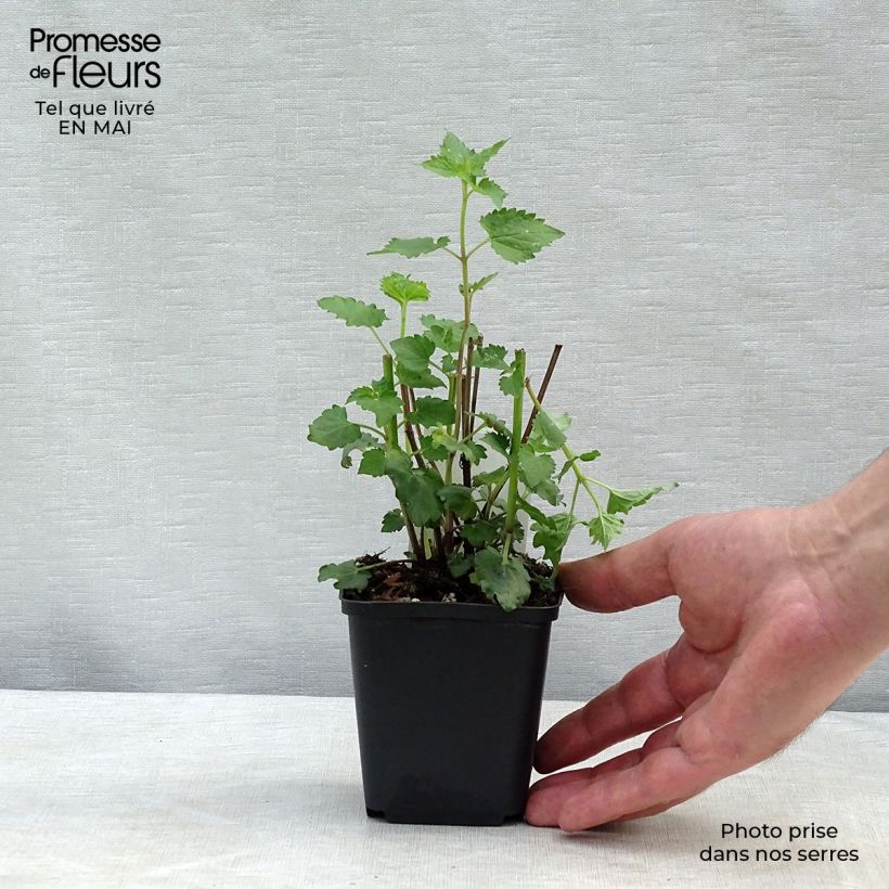 Exemplaar van Agastache Blue Boa - Dropplant Kweekpotje van 8/9 cm zoals geleverd in de lente