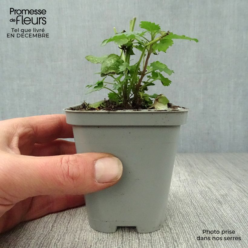 Example of Agastache Blue Boa Kweekpotje van 8/9 cm as you get in hiver