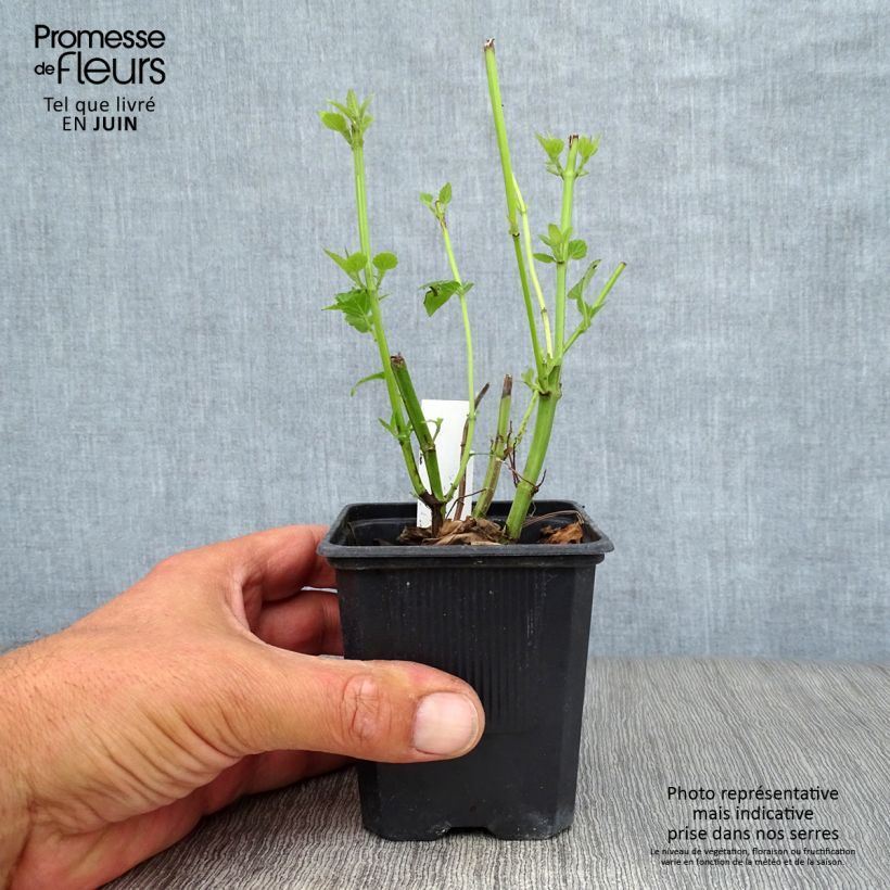 Exemplaar van Agastache Blue Fortune - Koreaanse munt Kweekpotje van 8/9 cm zoals geleverd in de zomer