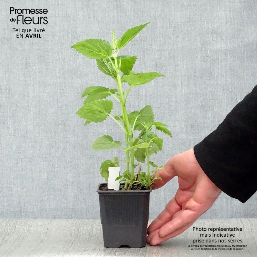 Exemplaar van Agastache Blue Fortune - Koreaanse munt Kweekpotje van 8/9 cm zoals geleverd in de lente