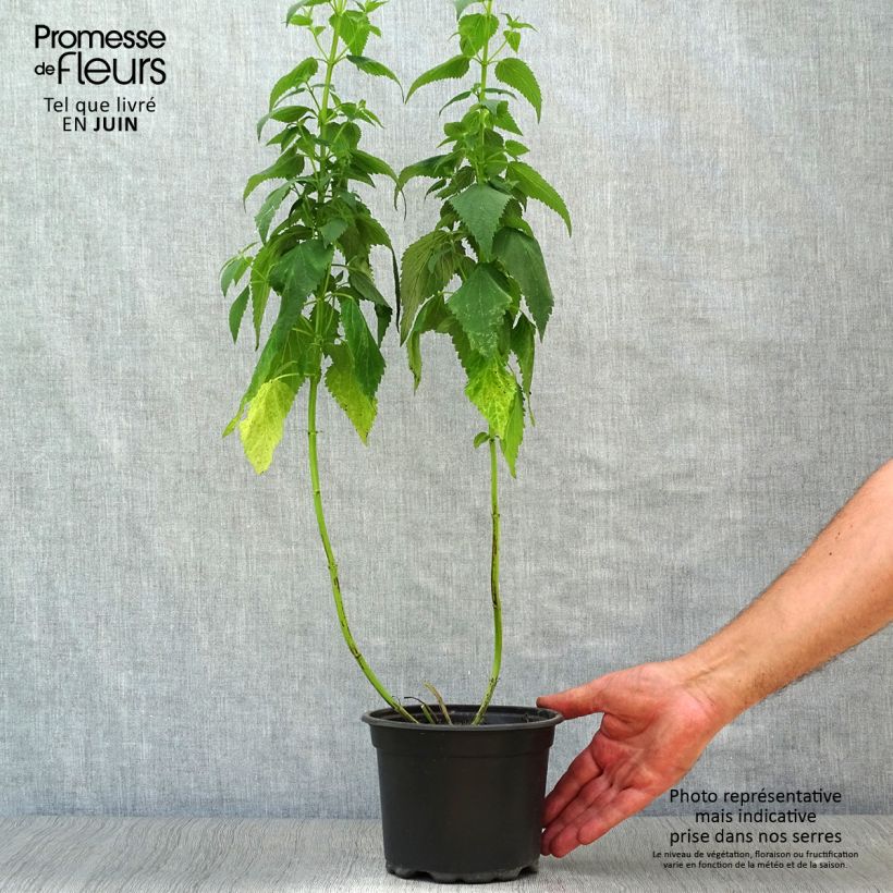 Exemplaar van Agastache Blue Fortune - Koreaanse munt Pot van 2 l/3 l zoals geleverd in de zomer