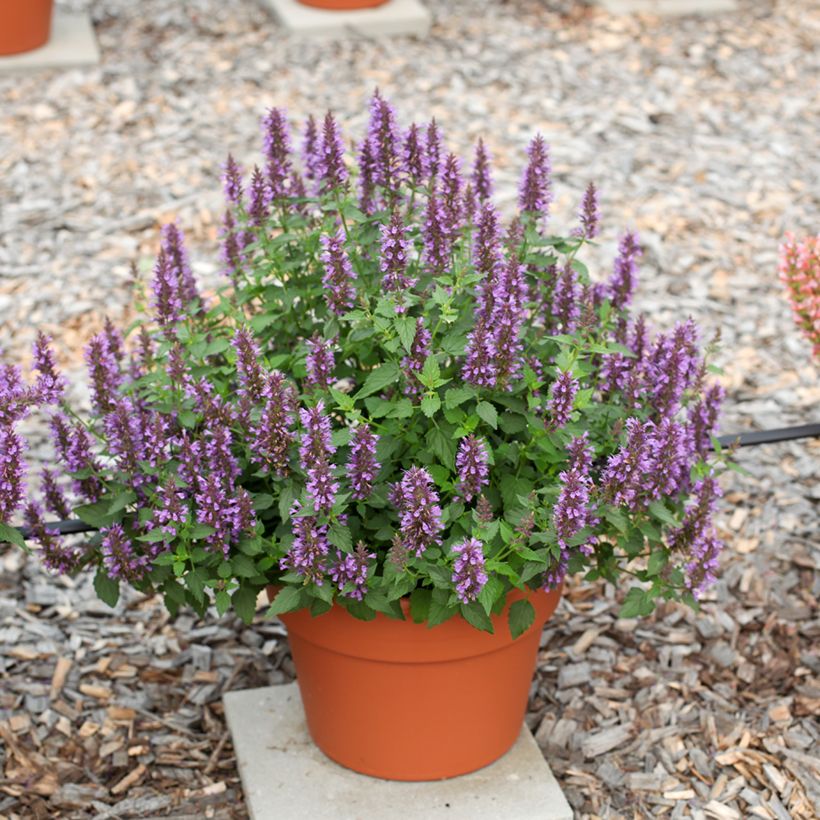 Agastache foeniculum Celestia - Dropplant (Plant habit)
