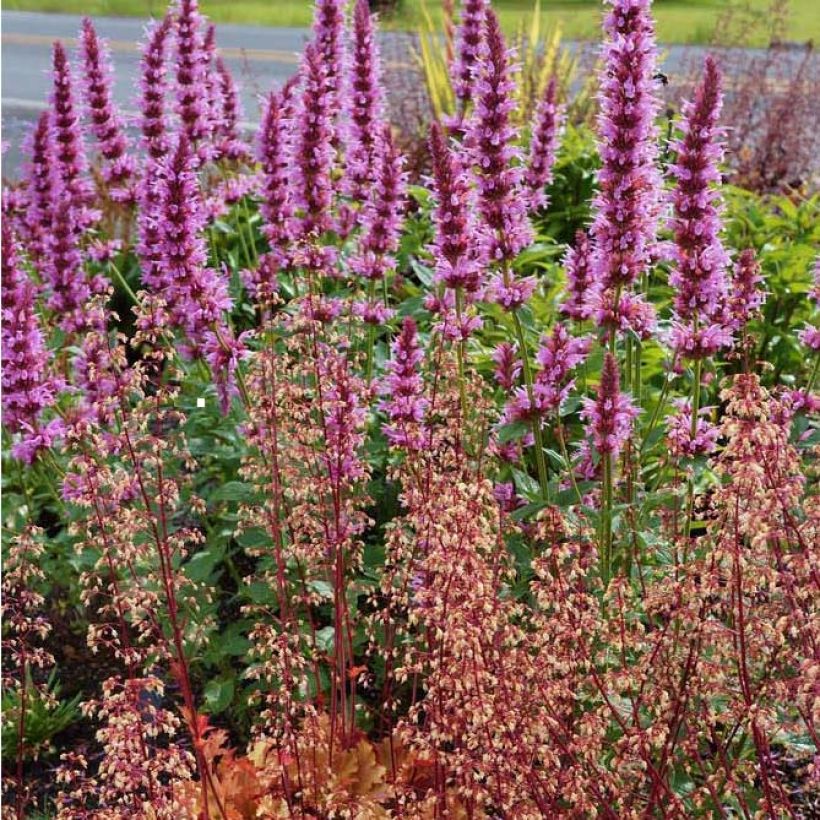 Agastache Cotton Candy - Dropplant (Bloei)