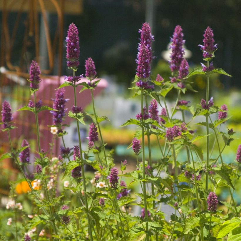Agastache Globetrotter - Dropplant (Flowering)