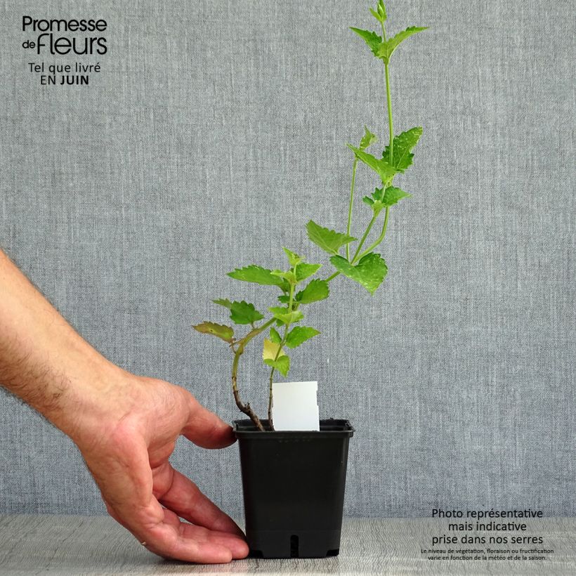 Exemplaar van Agastache Globetrotter - Dropplant Kweekpotje van 8/9 cm zoals geleverd in de zomer