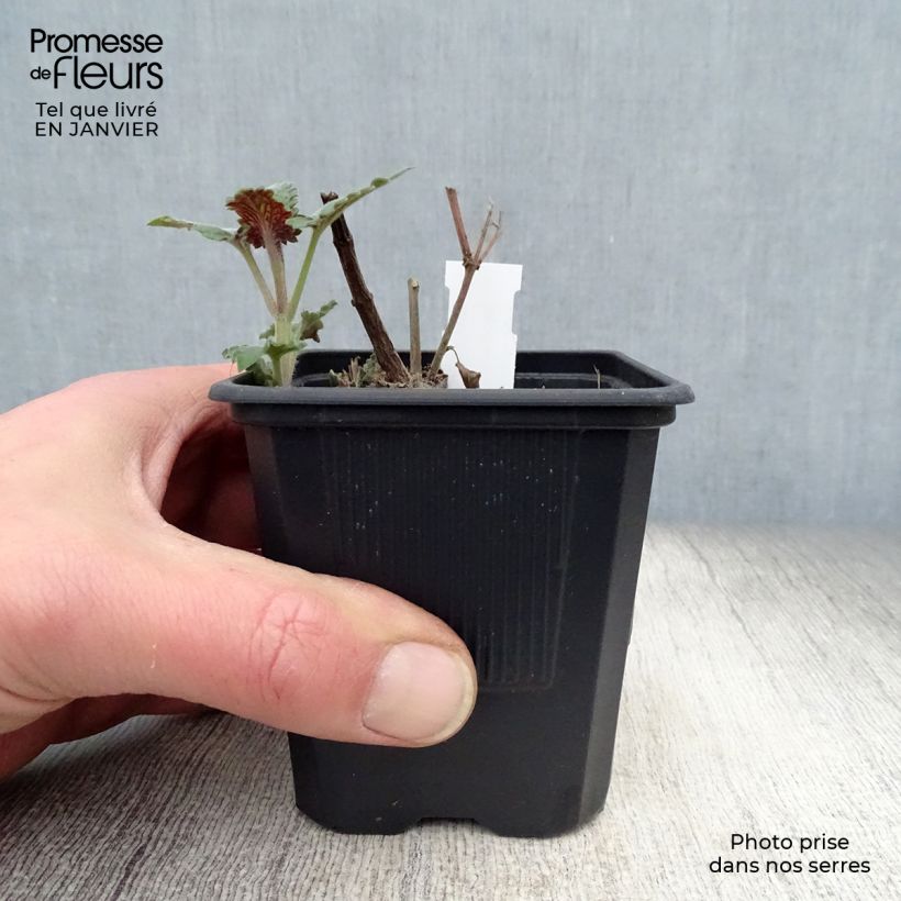 Example of Agastache Globetrotter - Agastache Kweekpotje van 8/9 cm as you get in hiver