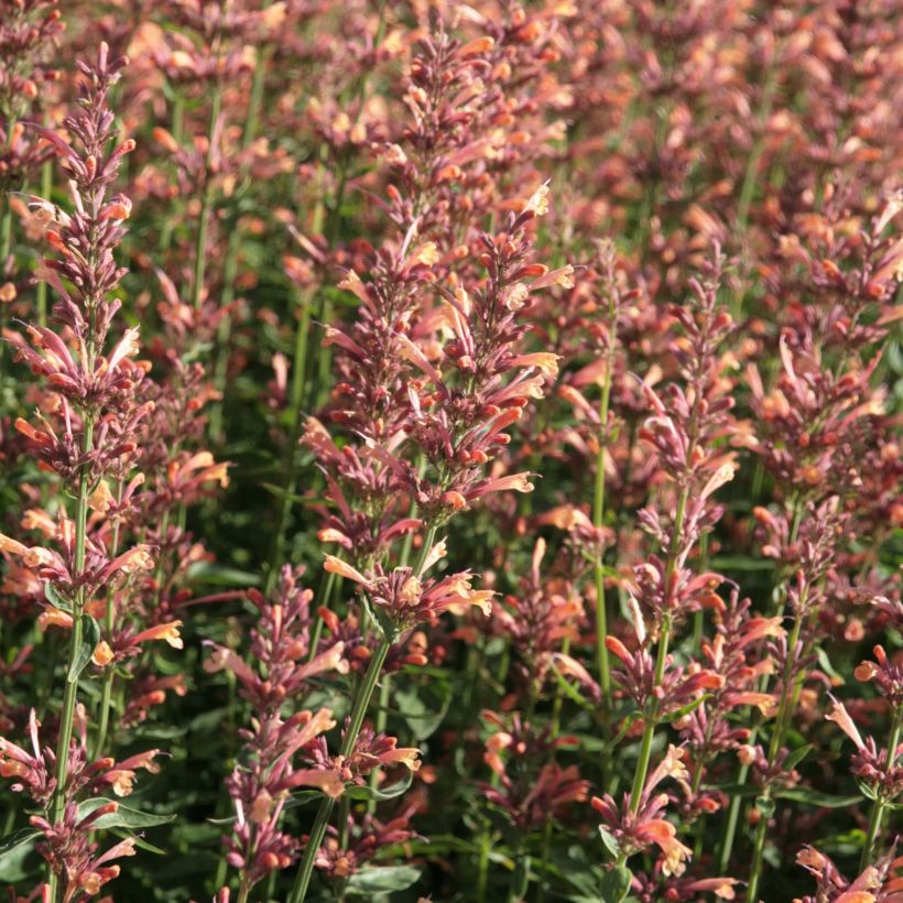 Agastache Kolibri - Dropplant (Flowering)