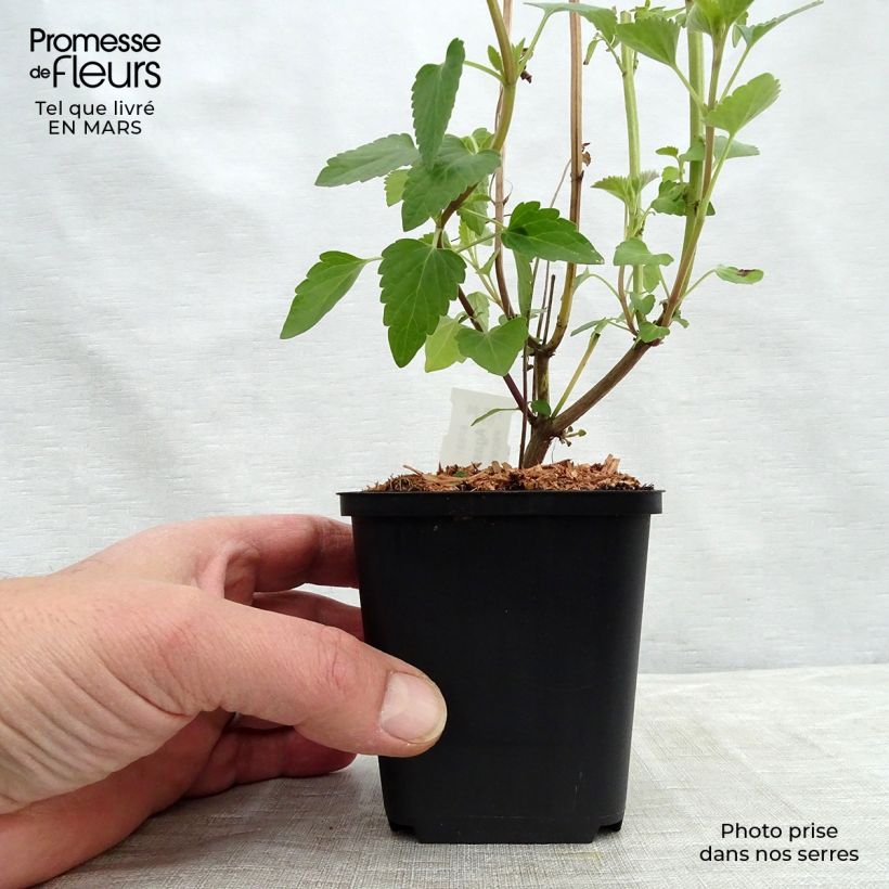 Example of Agastache Kolibri Kweekpotje van 8/9 cm as you get in hiver