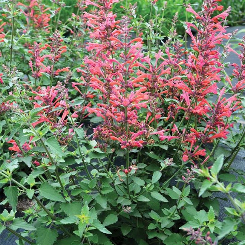 Agastache Kudos Coral - Dropplant (Plant habit)