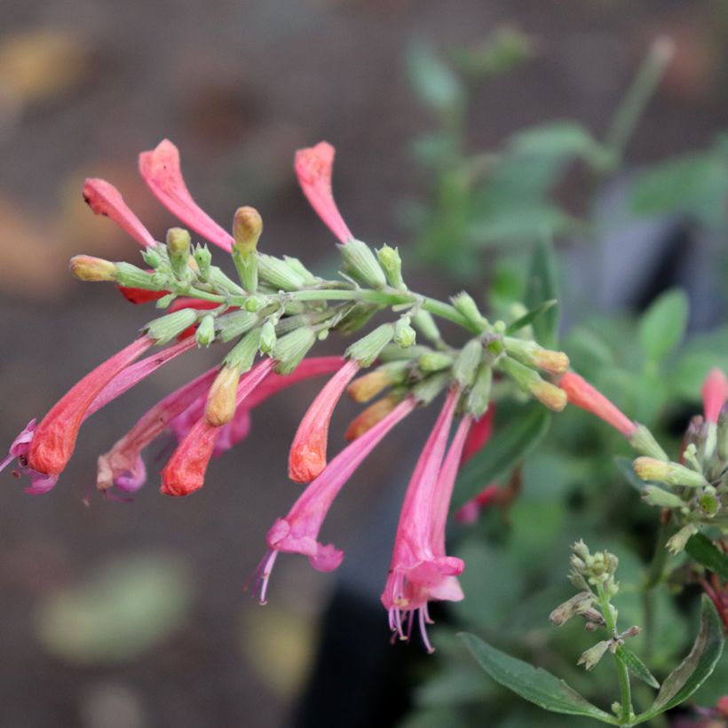 Agastache Kudos Coral - Dropplant (Bloei)