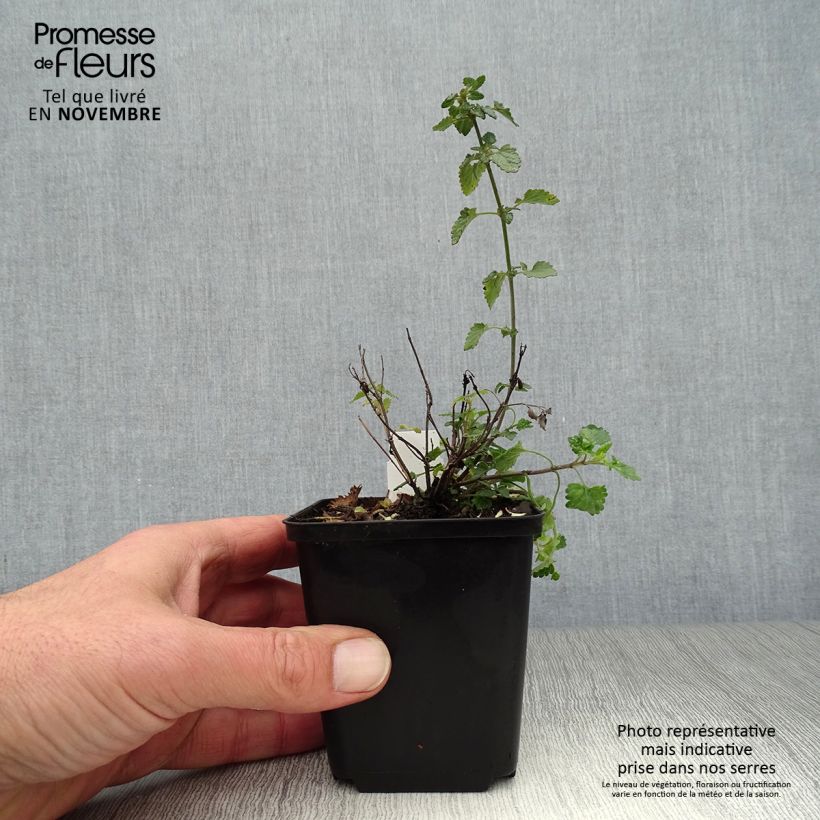 Exemplaar van Agastache Kudos Mandarin - Dropplant Kweekpotje van 8/9 cm zoals geleverd in de herfst