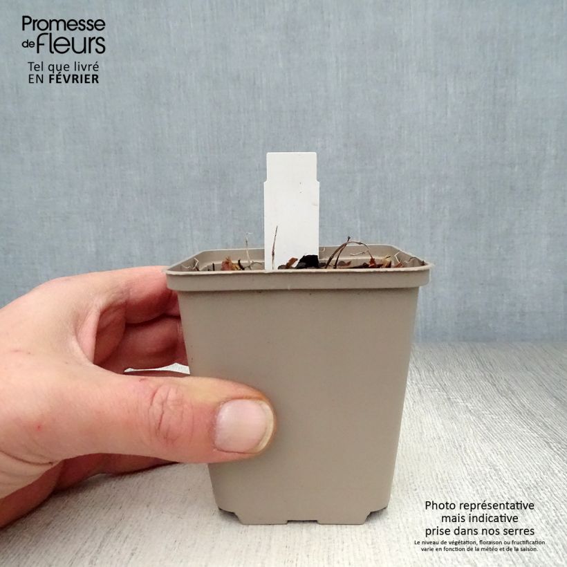 Example of Agastache Kudos Mandarin - Dropplant Kweekpotje van 8/9 cm as you get in hiver