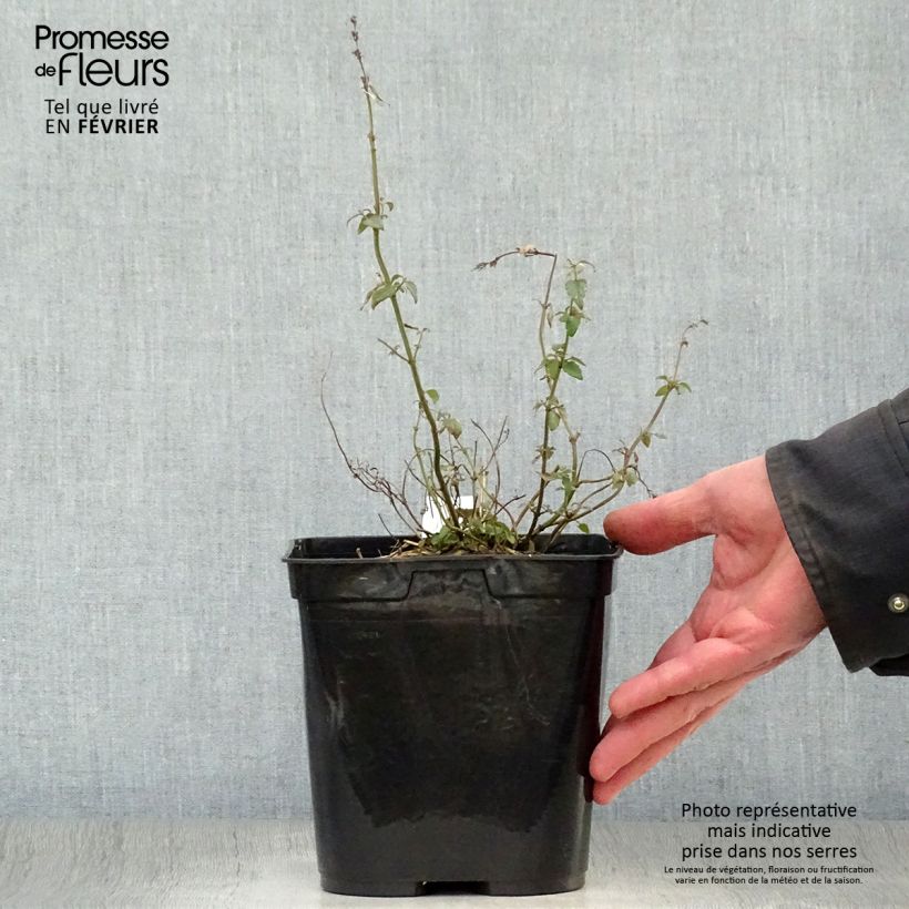 Example of Agastache Kudos Mandarin - Dropplant Pot van 2 l/3 l as you get in hiver