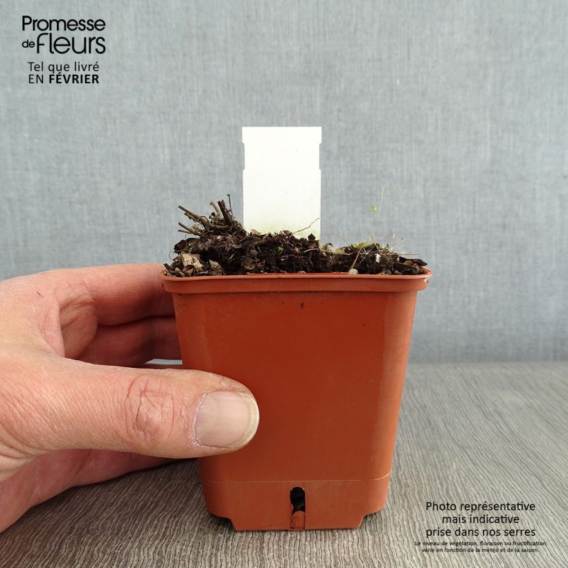 Example of Agastache Kudos Red - Dropplant Kweekpotje van 8/9 cm as you get in hiver