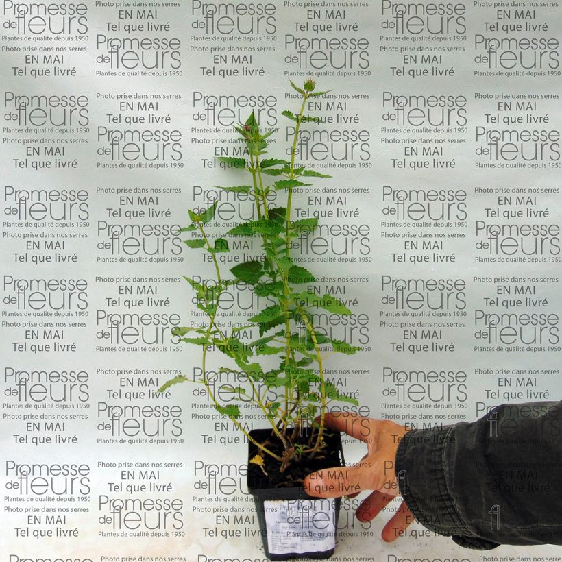 Voorbeeld van een exemplaar van Agastache Kudos Silver Blue - Dropplant Kweekpotje van 8/9 cm zoals geleverd