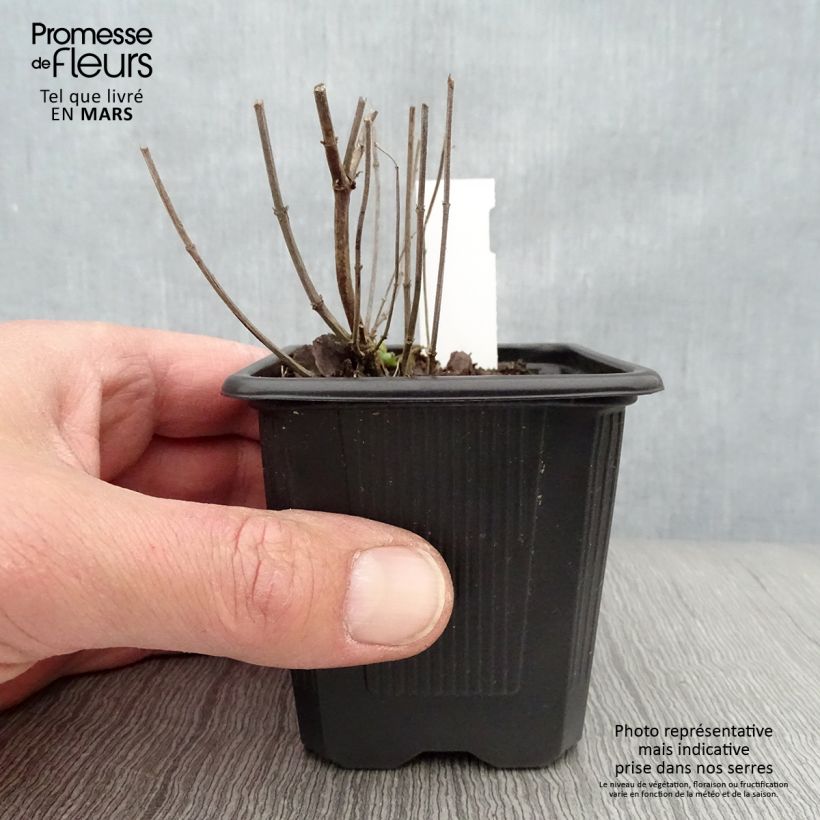 Exemplaar van Agastache Kudos Yellow - Dropplant Kweekpotje van 8/9 cm zoals geleverd in de lente