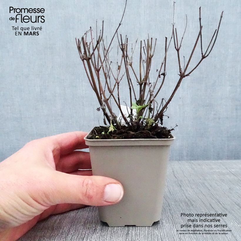 Example of Agastache Kudos Yellow Kweekpotje van 8/9 cm as you get in hiver