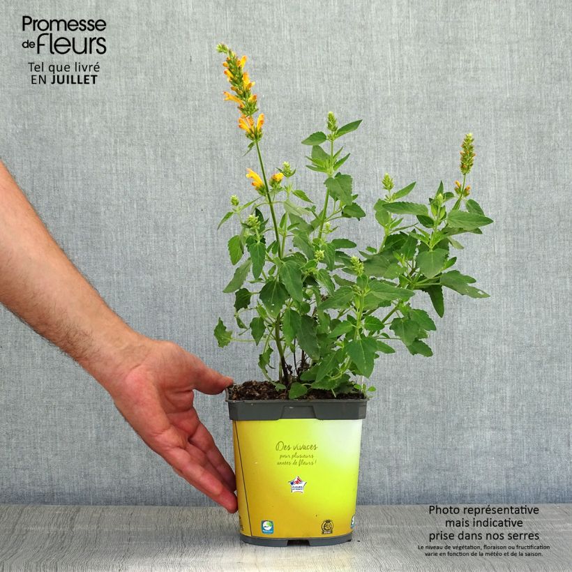 Exemplaar van Agastache Poquito Butter Yellow - Dropplant Pot van 2 l/3 l zoals geleverd in de zomer