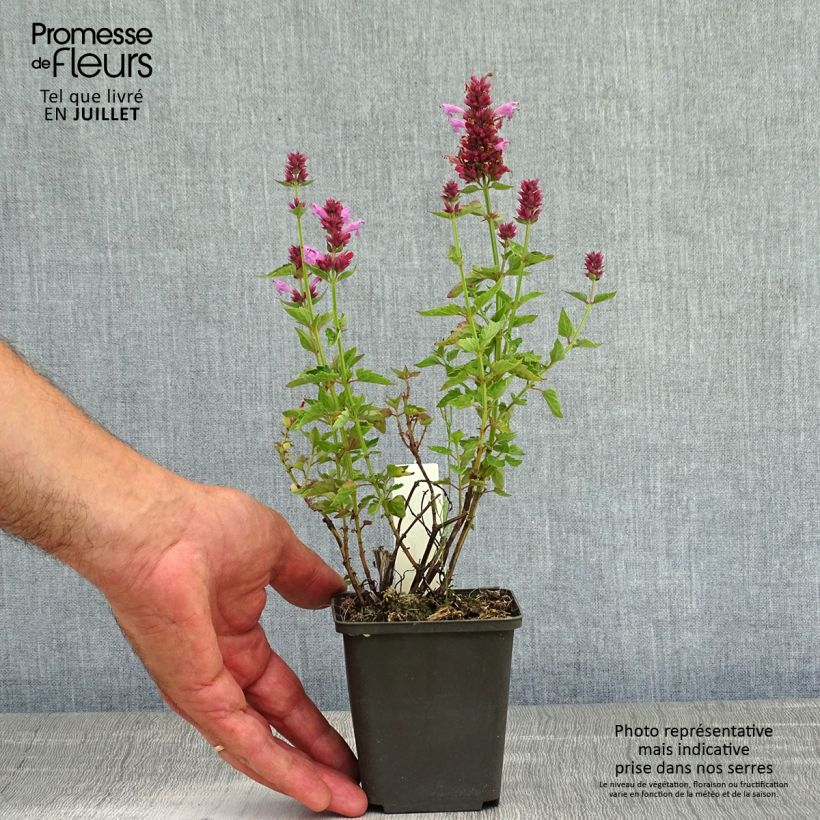 Exemplaar van Agastache Poquito Lavender - Dropplant Kweekpotje van 8/9 cm zoals geleverd in de zomer