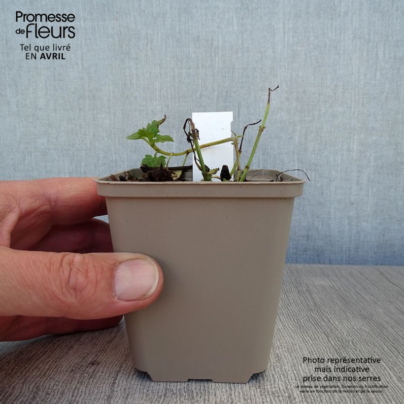 Exemplaar van Agastache Poquito Lavender - Dropplant Kweekpotje van 8/9 cm zoals geleverd in de lente